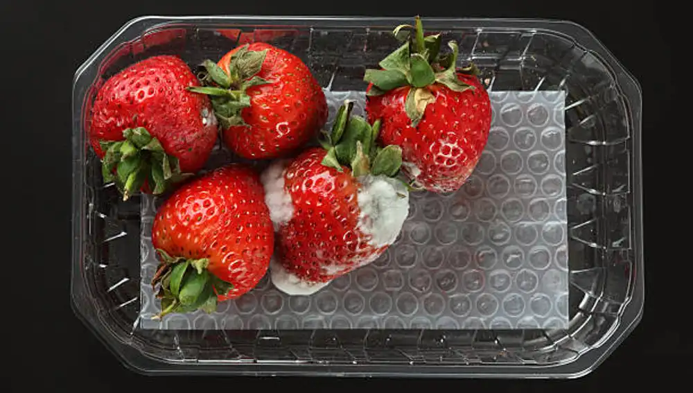 Fresas con moho