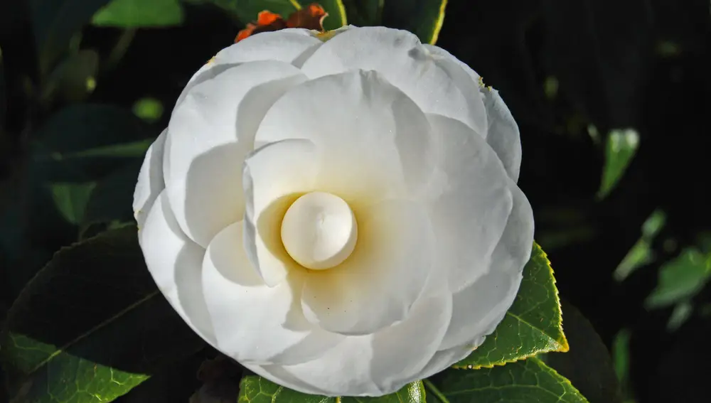 Una de las camelias de los jardines del pazo