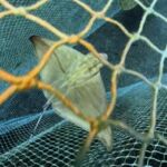 Polémica en redes por una red de pesca con especies atrapadas en una reserva marina de Mallorca