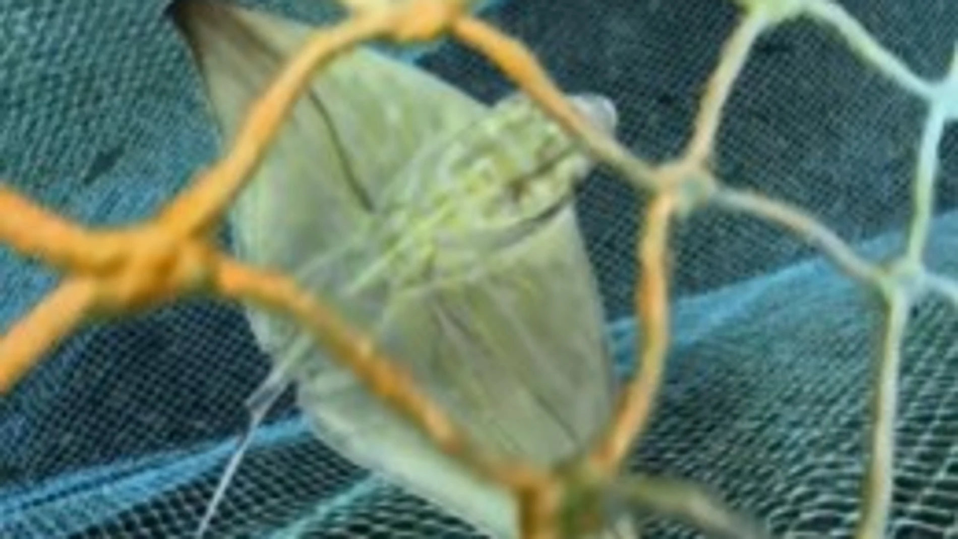 Polémica en redes por una red de pesca con especies atrapadas en una reserva marina de Mallorca – La Razón