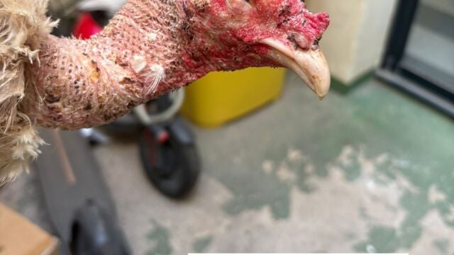 Sin ojos, heridos y alimentados con comida podrida: así estaban nueve gallos de pelea en un criadero de Valencia