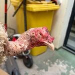 Sin ojos, heridos y alimentados con comida podrida: así estaban nueve gallos de pelea en un criadero de Valencia