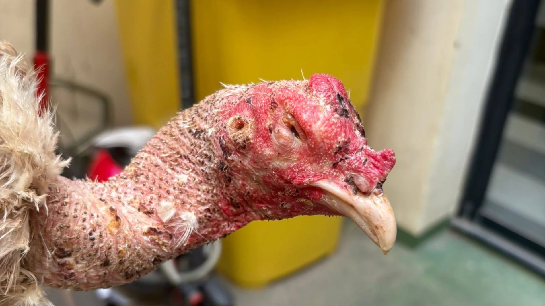 Sin ojos, heridos y alimentados con comida podrida: así estaban nueve gallos de pelea en un criadero de Valencia