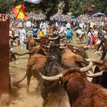 Salida de los novillos de los corrales durante La Saca de Soria