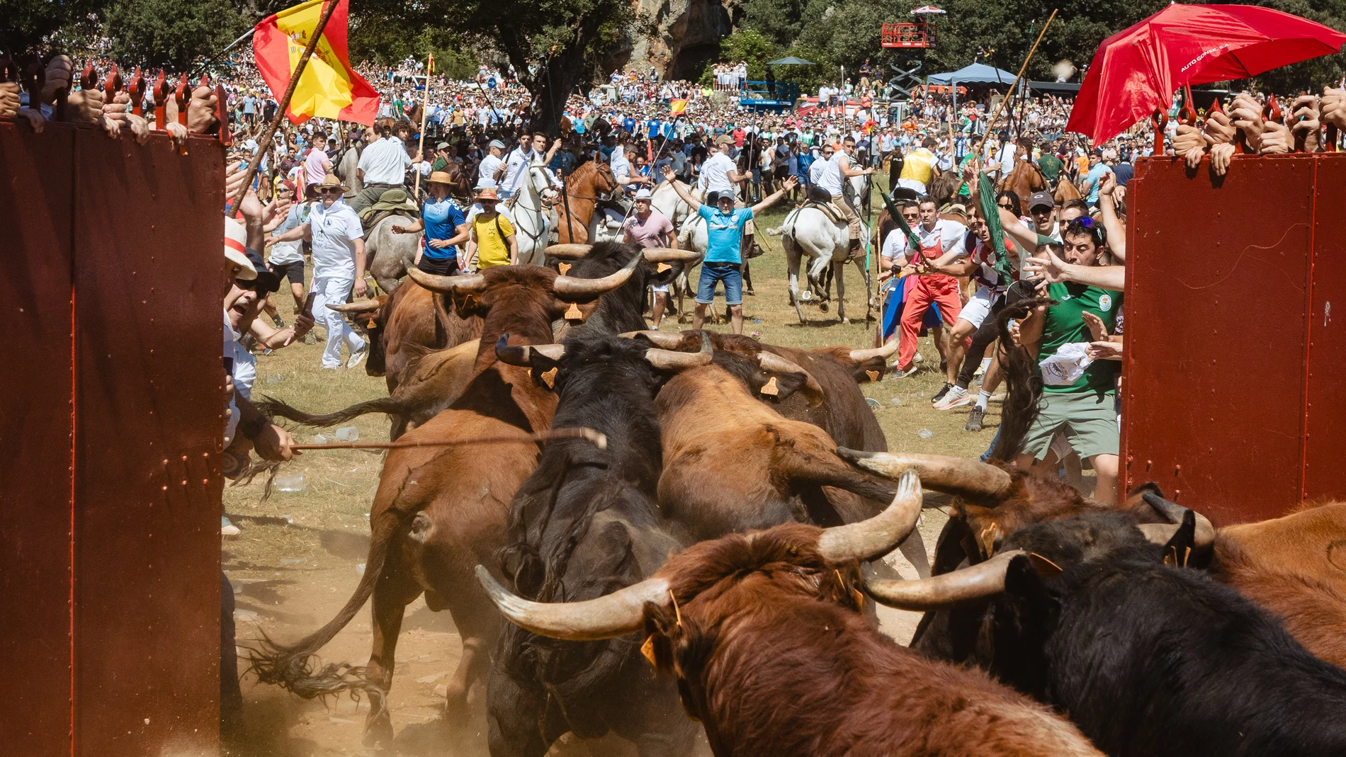 Salida de los novillos de los corrales durante La Saca de Soria