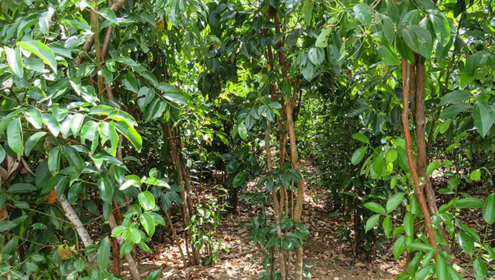 Árbol de la canela