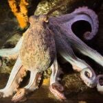 Los Pulpos Desafían El Paradigma: Su Respuesta Al Estrés No Sigue Los Modelos Vertebrados Investigación Realizada Por El Iim (Csic, Vigo)