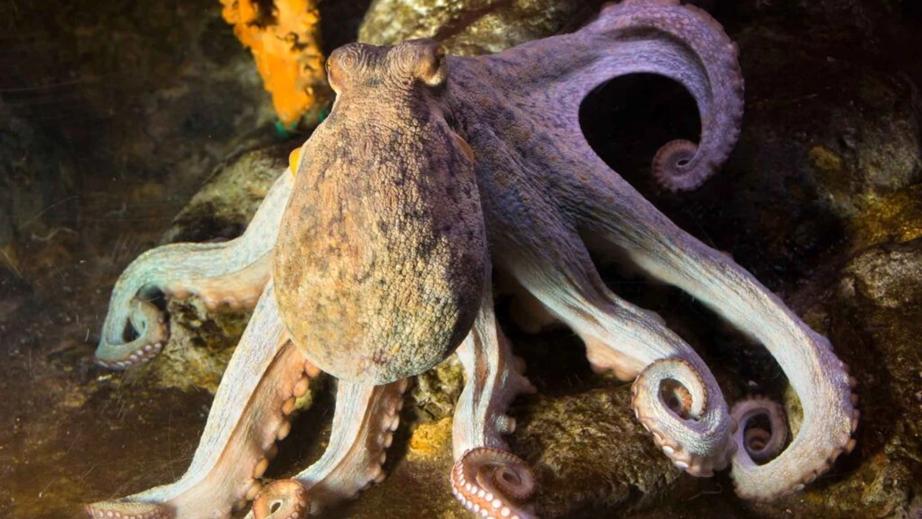 Los Pulpos Desafían El Paradigma: Su Respuesta Al Estrés No Sigue Los Modelos Vertebrados Investigación Realizada Por El Iim (Csic, Vigo) REMITIDA / HANDOUT por CSIC Fotografía remitida a medios de comunicación exclusivamente para ilustrar la noticia a la que hace referencia la imagen, y citando la procedencia de la imagen en la firma 22/05/2025