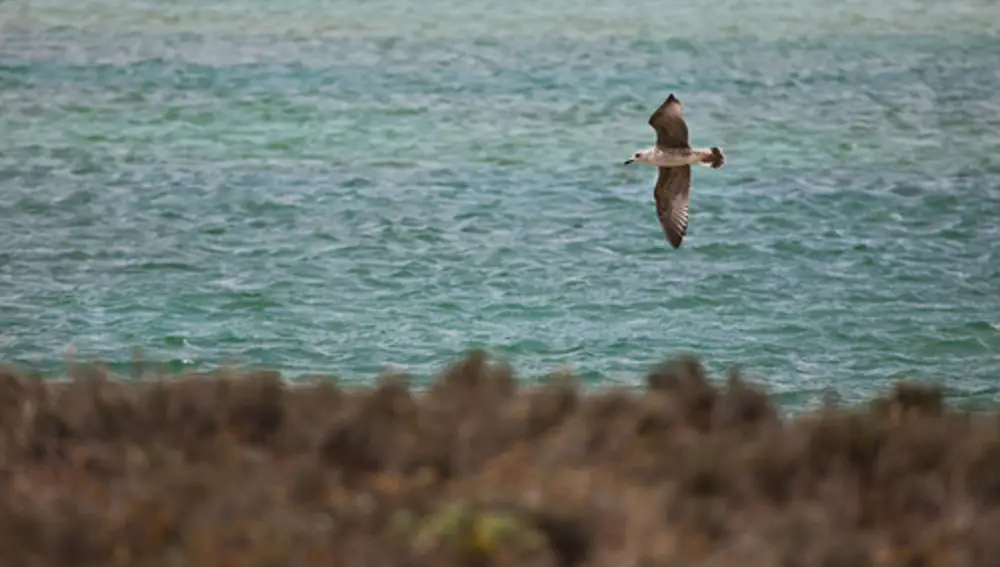 Aves en la marisma de Baldaio