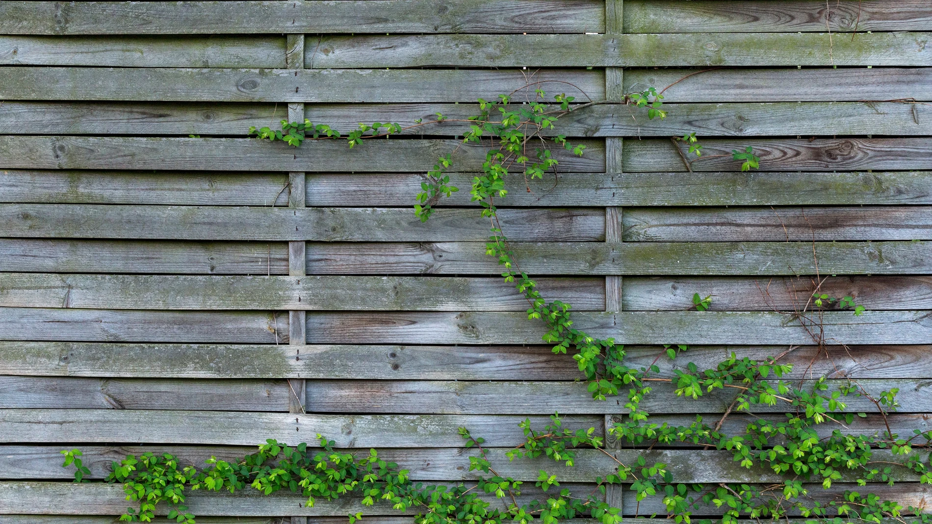 ¿Qué pasa si mi vecino usa mi valla del jardín como pared? Esto dice la ley