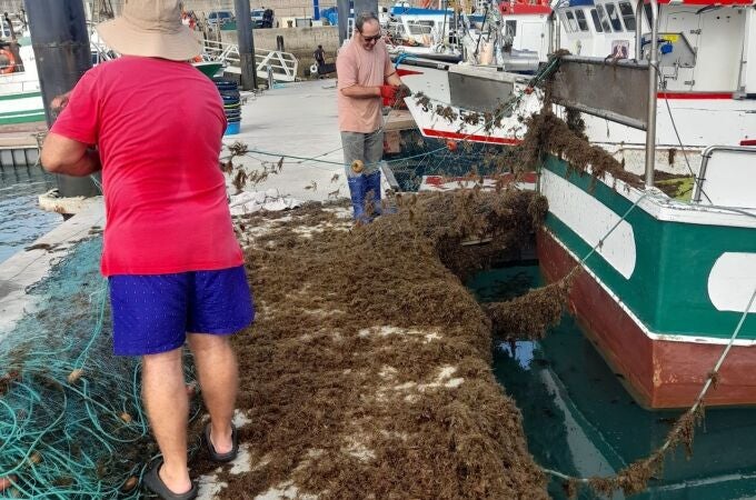 Pescadores limpian de algas las redes
