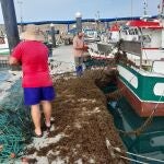 Pescadores limpian de algas las redes