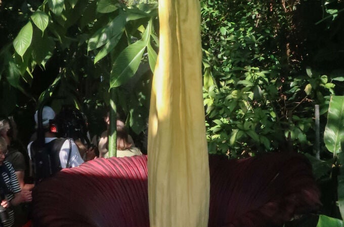 El Museo Botánico de Berlín vive momentos históricos estos días al florecer el ejemplar que alberga de aro gigante o (Amorphophallus titanum)
