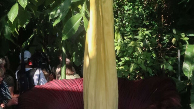 El Museo Botánico de Berlín vive momentos históricos estos días al florecer el ejemplar que alberga de aro gigante o (Amorphophallus titanum)