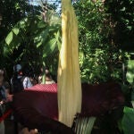El Museo Botánico de Berlín vive momentos históricos estos días al florecer el ejemplar que alberga de aro gigante o (Amorphophallus titanum)