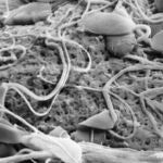 Espermatozoides sobre el óvulo