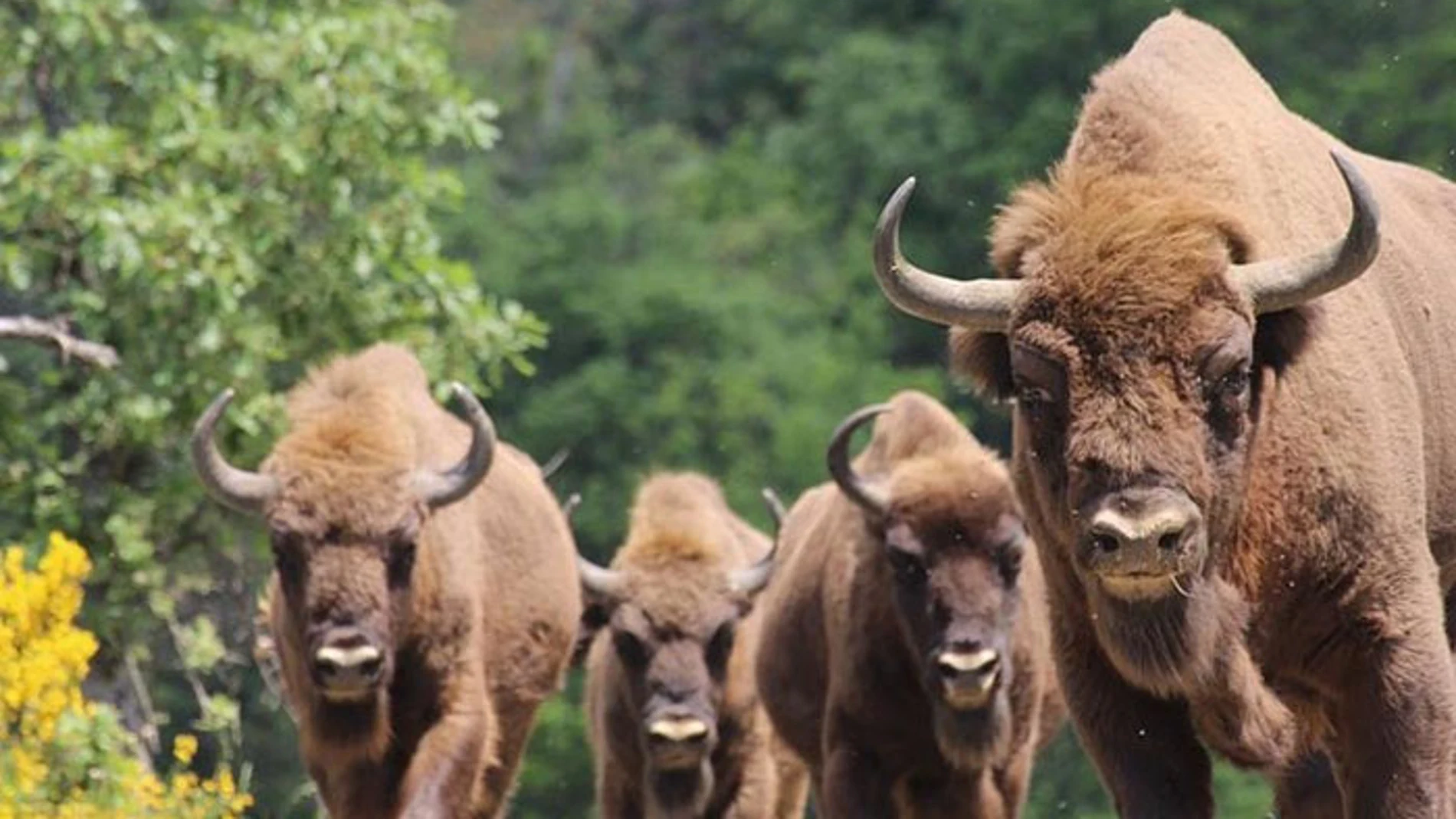 Varios ejemplares de bisontes en la Montaña Palentina