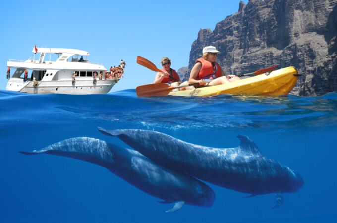 El mejor lugar de España para ver delfines este verano sin necesidad de ir al Caribe