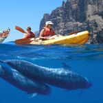 El mejor lugar de España para ver delfines este verano sin necesidad de ir al Caribe