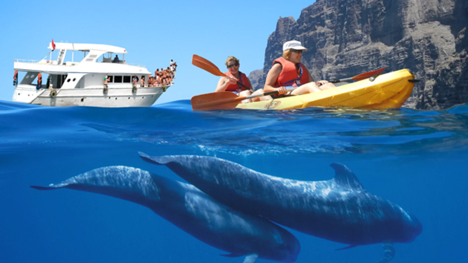 El mejor lugar de España para ver delfines este verano sin necesidad de ir al Caribe