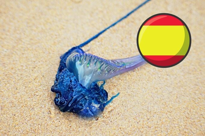 Medusa sobre la arena de la playa