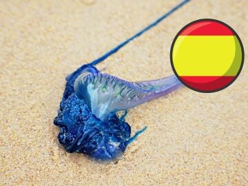 Medusa sobre la arena de la playa
