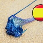 Medusa sobre la arena de la playa