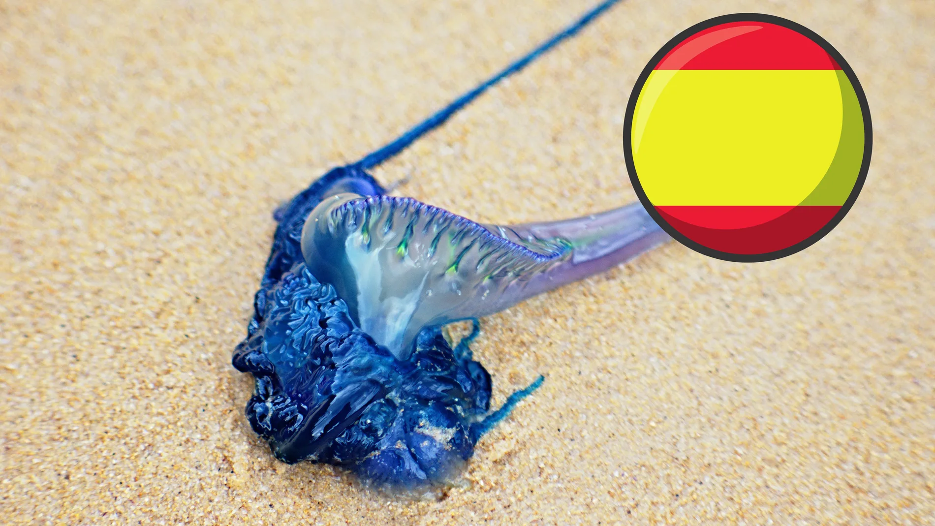 Medusa sobre la arena de la playa