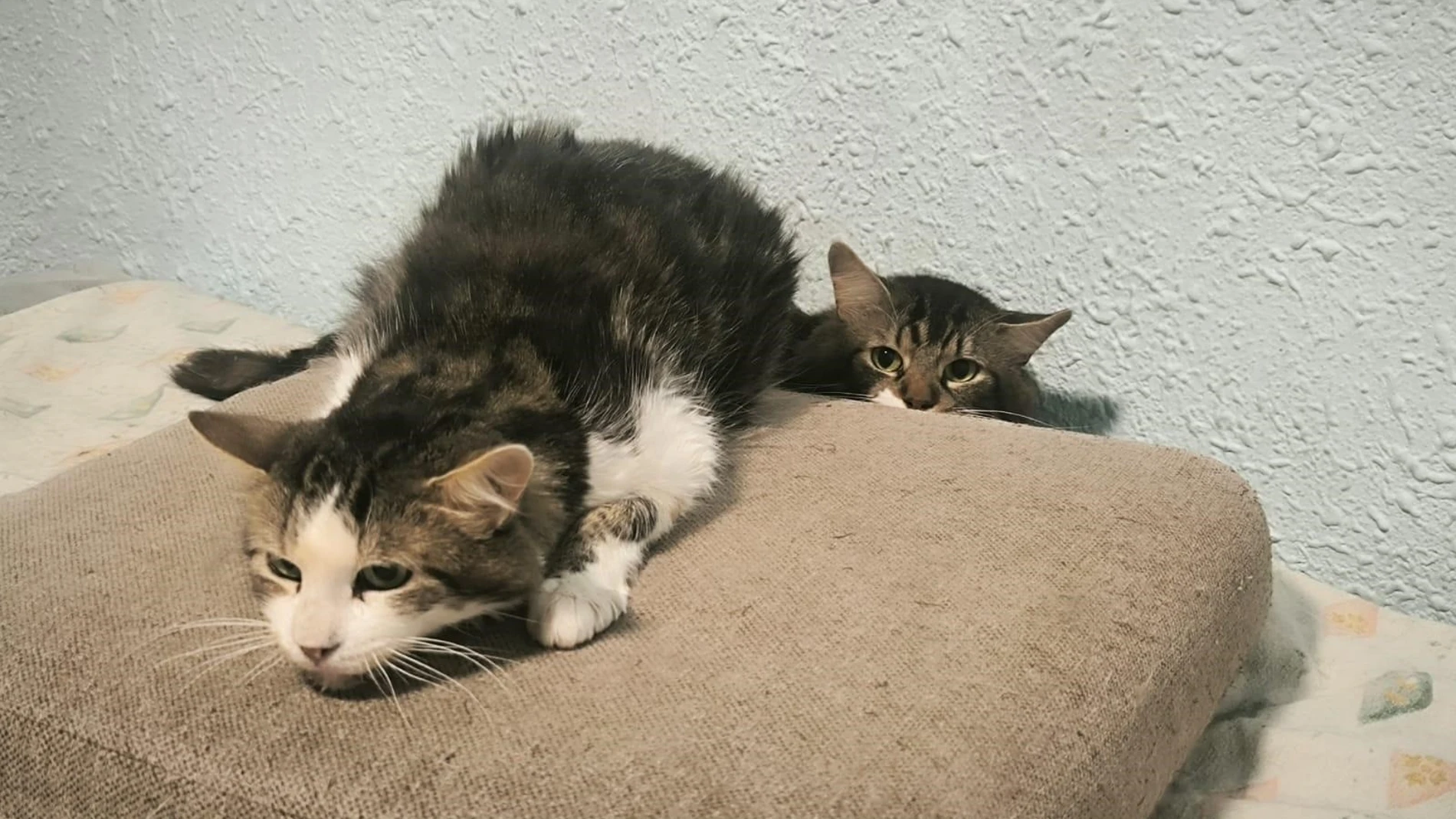 La UMA y Bienestar Animal inspeccionan una vivienda en la que vivían 22 gatos y retiran 17 de ellos a la propietaria REMITIDA / HANDOUT por AYUNTAMIENTO DE VALÈNCIA Fotografía remitida a medios de comunicación exclusivamente para ilustrar la noticia a la que hace referencia la imagen, y citando la procedencia de la imagen en la firma 30/06/2025