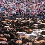 Cuerpo a cuerpo: así es la ancestral Rapa das Bestas de Sabucedo que se celebra este fin de semana
