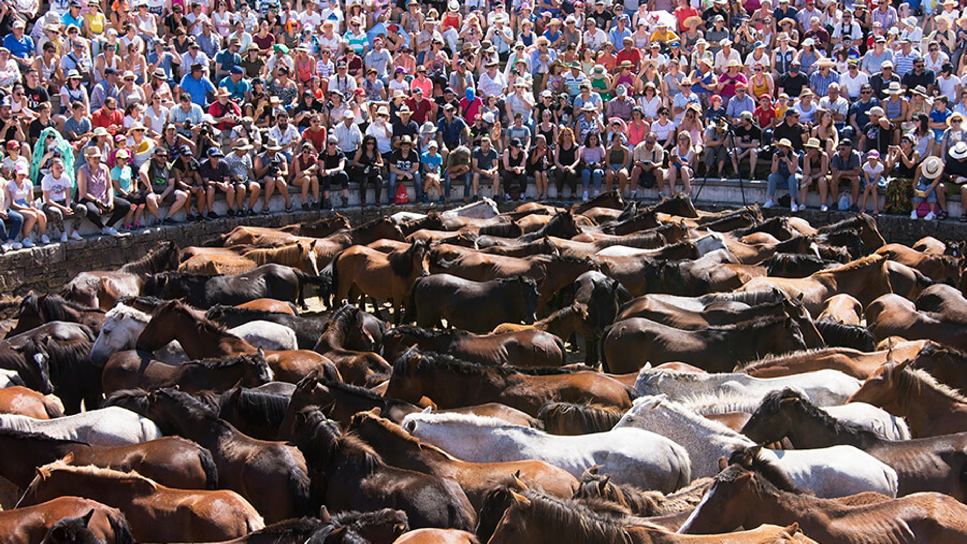 Cuerpo a cuerpo: así es la ancestral Rapa das Bestas de Sabucedo que se celebra este fin de semana