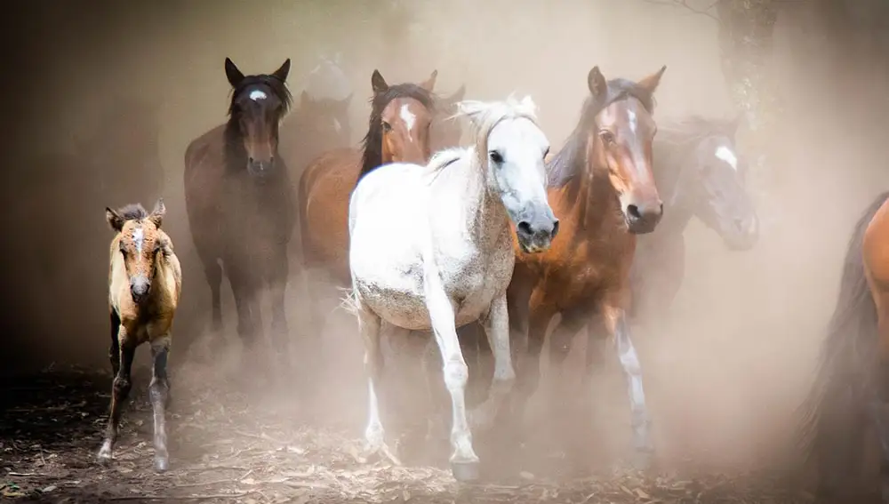 Caballos de raza gallega de pura raza