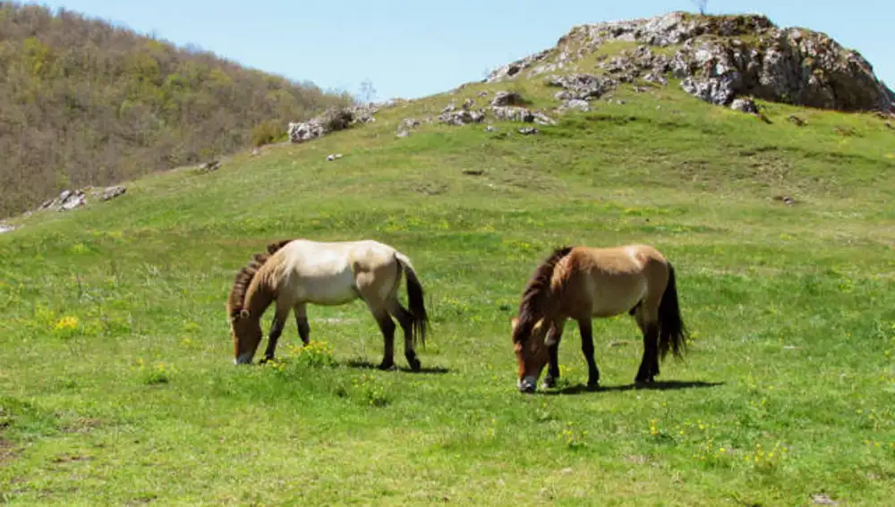 Caballos de Przewalski en la Reserva