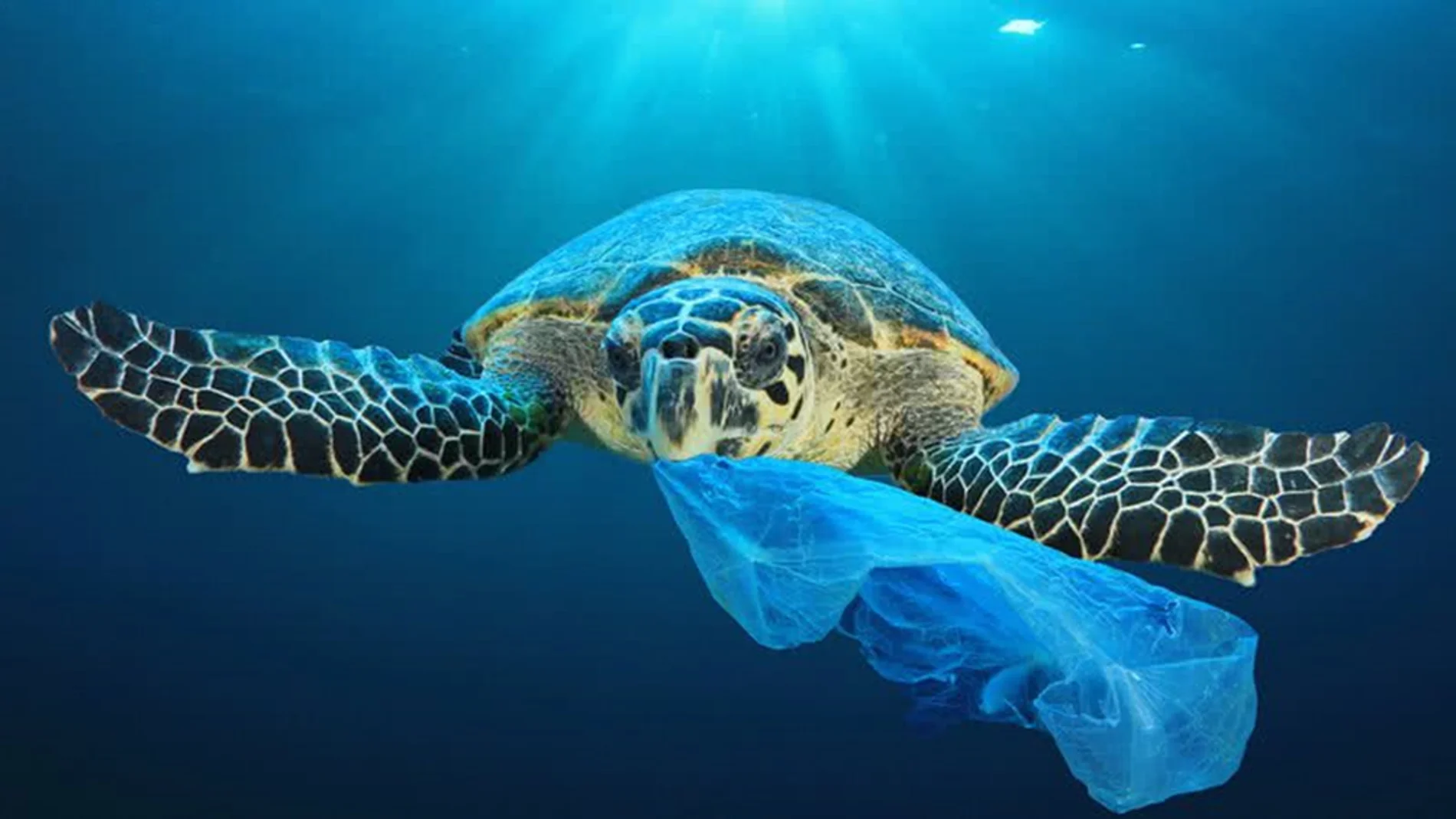 El 3 de julio, se celebra el Día Internacional Libre de Bolsas de Plástico con el objetivo de frenar su utilización.