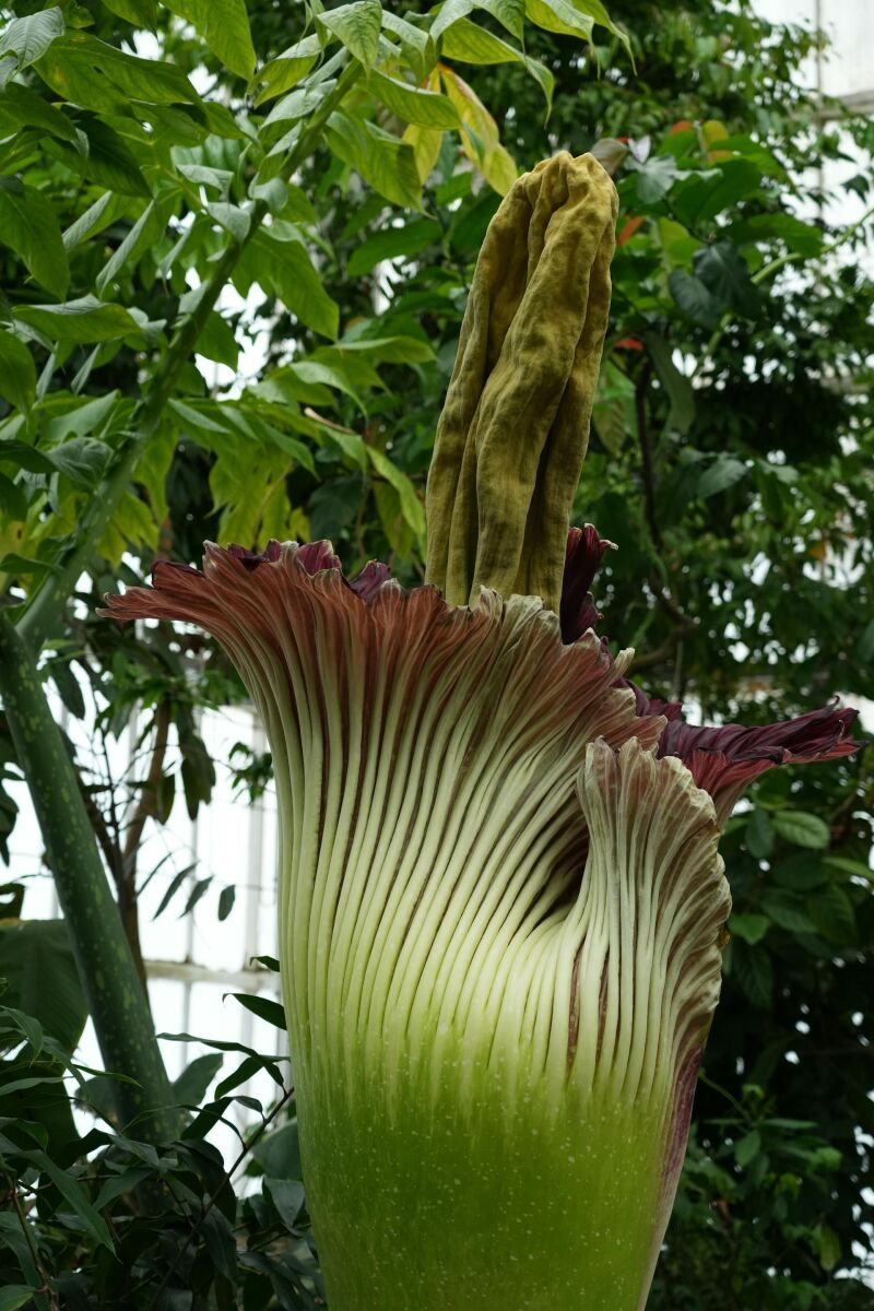 Amorphophallus titanum en Bélgica