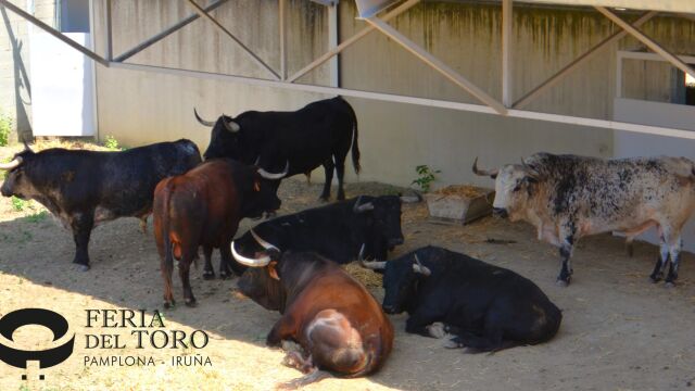 Ya huele a San Fermín, los Corrales del Gas, llenos de toros, se abren al público