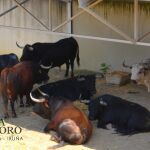 Ya huele a San Fermín, los Corrales del Gas, llenos de toros, se abren al público
