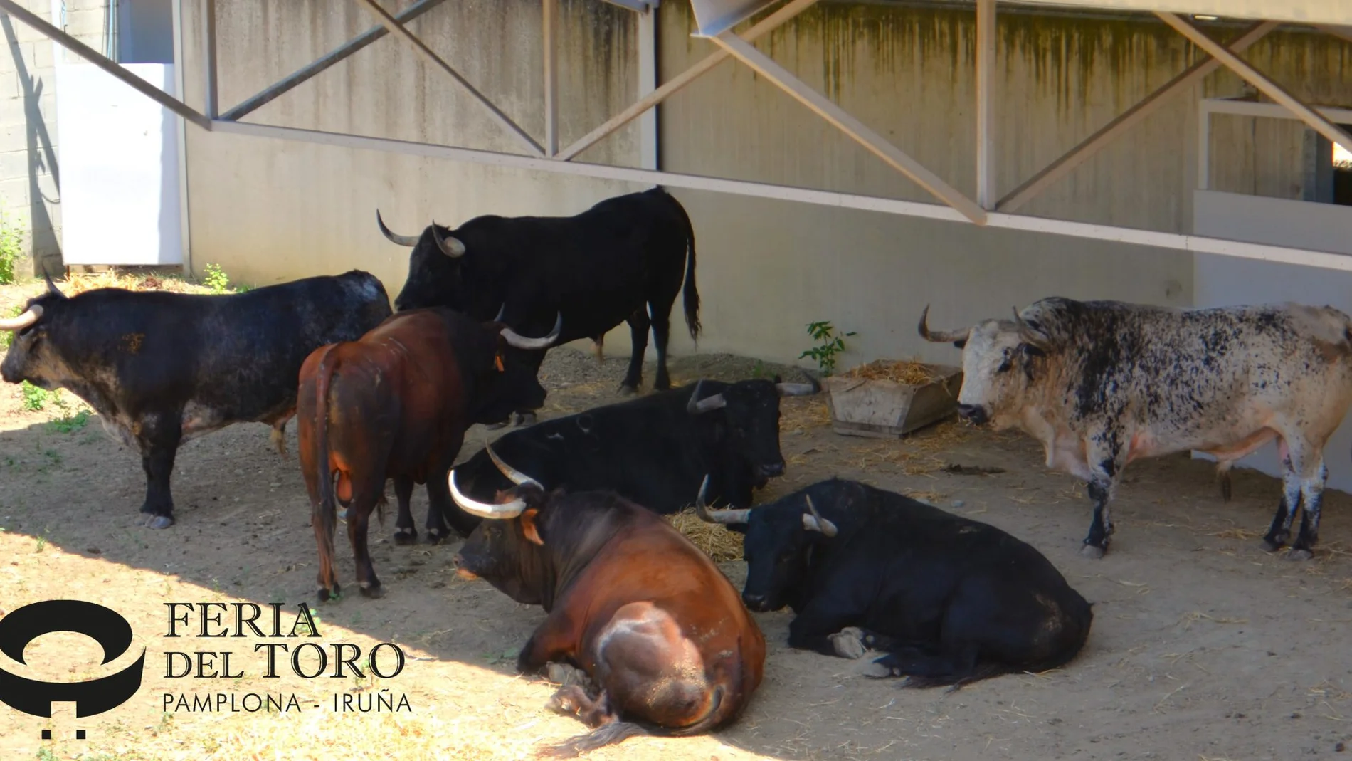Ya huele a San Fermín, los Corrales del Gas, llenos de toros, se abren al público