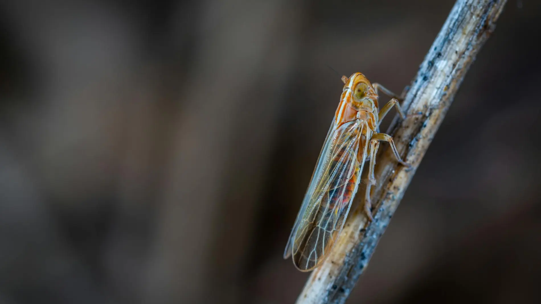 Una cigarra sobre una rama de un arbol
