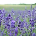  La planta que todos deberían tener: atrae abejas y aleja las plagas