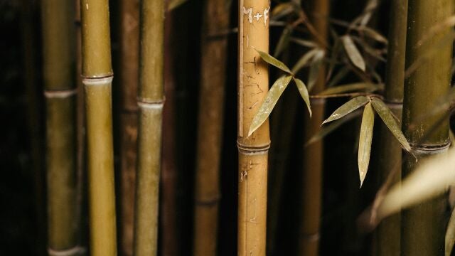 Se les pide a los jardineros que dejen de plantar bambú debido al asesino silencioso
