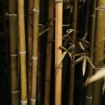 Se les pide a los jardineros que dejen de plantar bambú debido al asesino silencioso