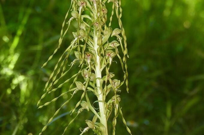 Hallada en el campus de la Universidad de Cantabria una nueva especie de orquídea propia del Mediterráneo