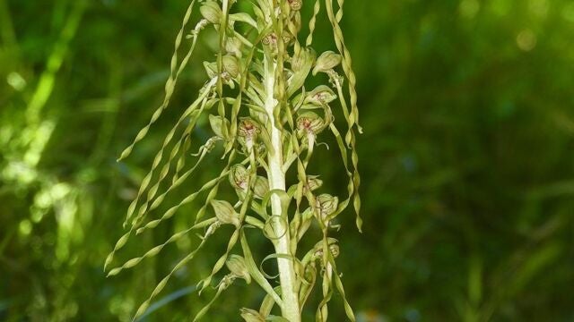 Hallada en el campus de la Universidad de Cantabria una nueva especie de orquídea propia del Mediterráneo