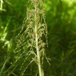 Hallada en el campus de la Universidad de Cantabria una nueva especie de orquídea propia del Mediterráneo