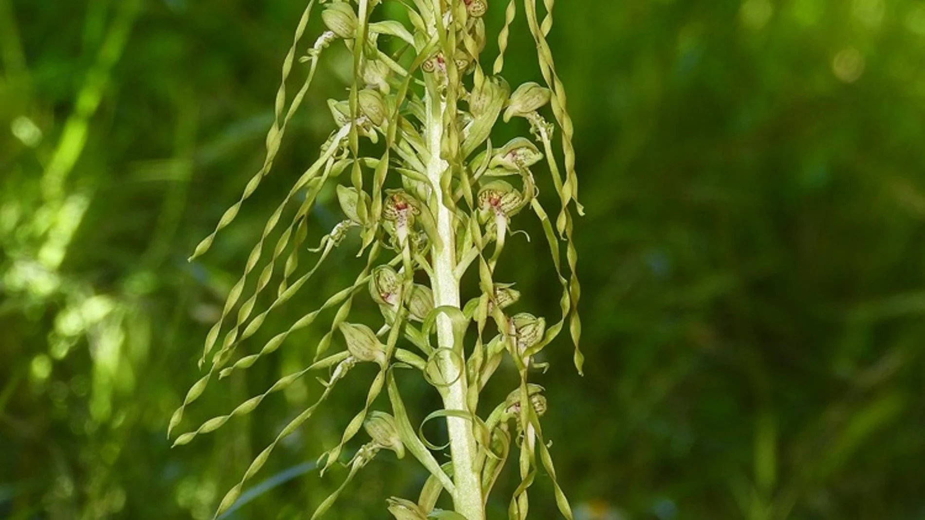 Hallada en el campus de la Universidad de Cantabria una nueva especie de orquídea propia del Mediterráneo