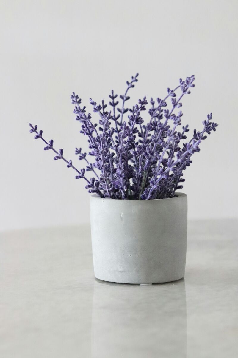 Se les pide a los jardineros que planten lavanda: la flor que atrae abejas y ahuyenta insectos molestos
