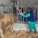 Rural.- Asturias incrementa un 47% las ayudas para la defensa sanitaria ganadera, que alcanzan los 250.000 euros