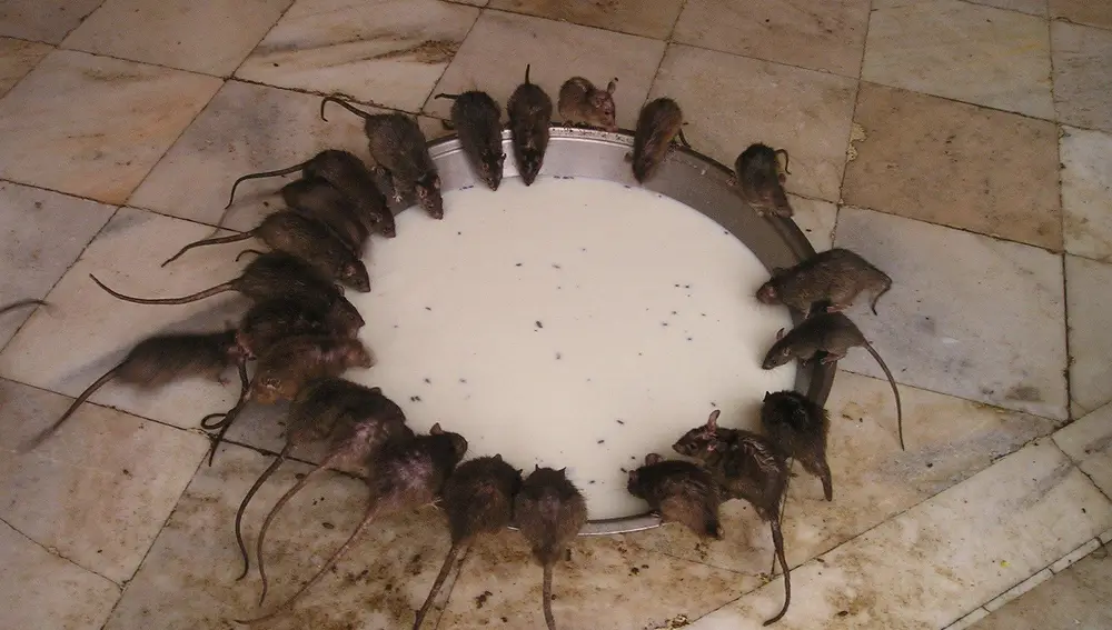 Templo Karni Mata en la India