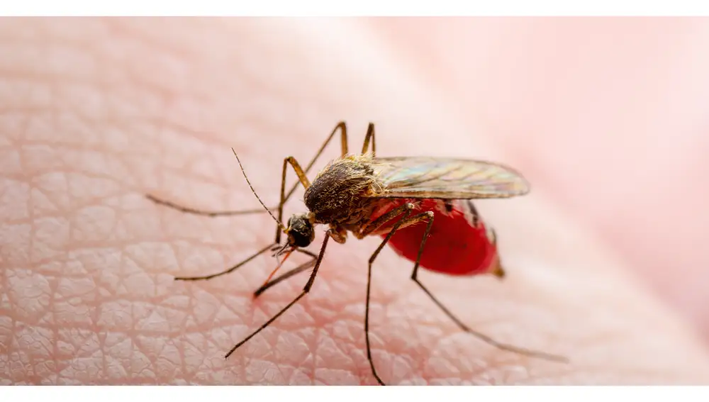 La malaria como muchas otras enfermedades